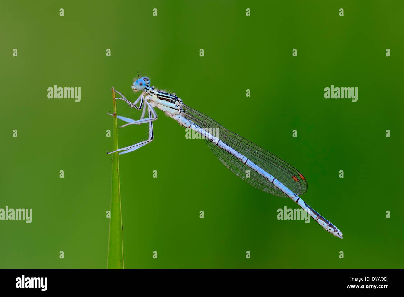 White-gambe o Damselfly Blue Featherleg (Platycnemis pennipes), maschio, Renania settentrionale-Vestfalia, Germania Foto Stock