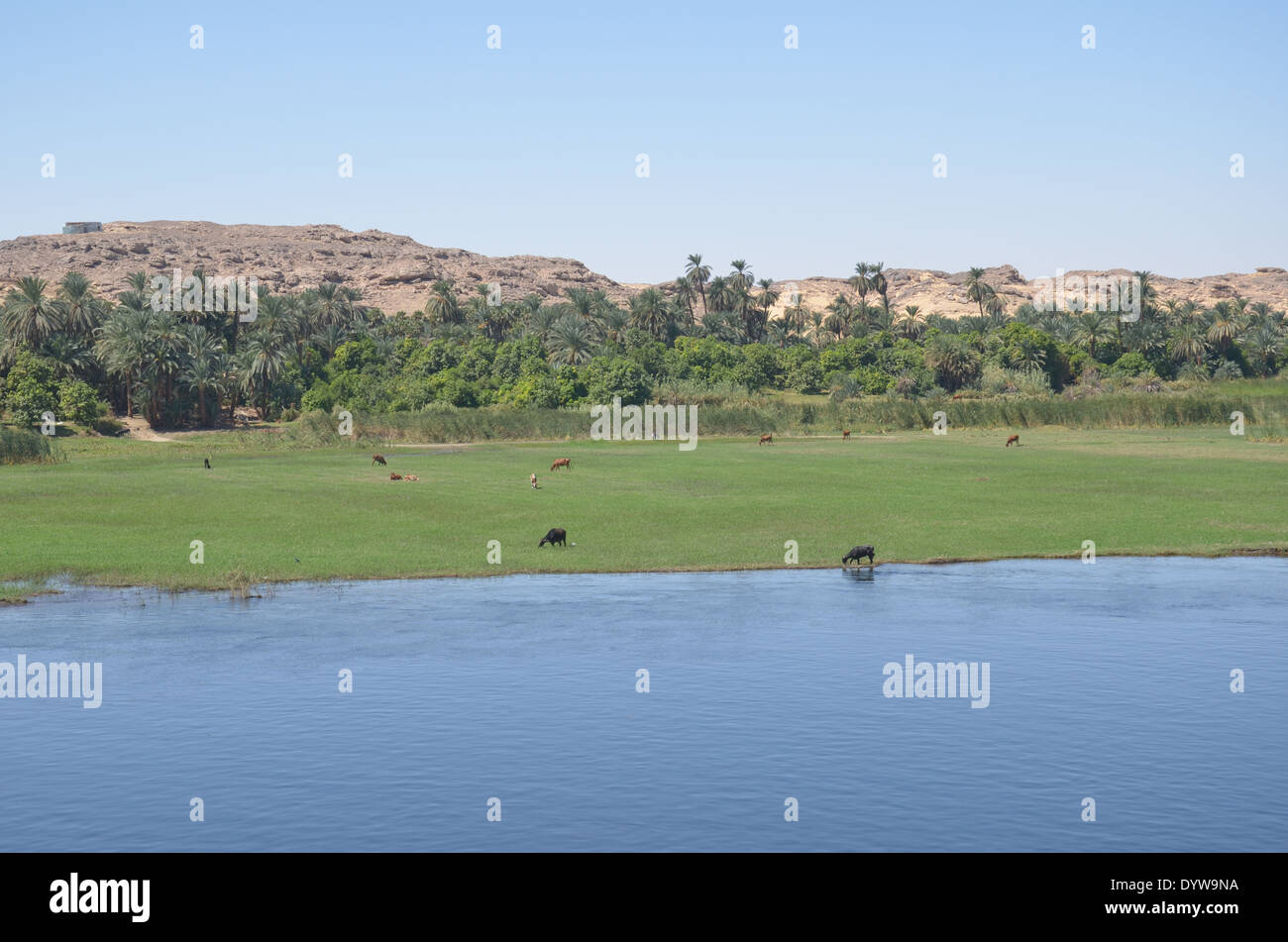 Il fiume Nilo in Egitto superiore tra Aswan e Luxor. Foto Stock