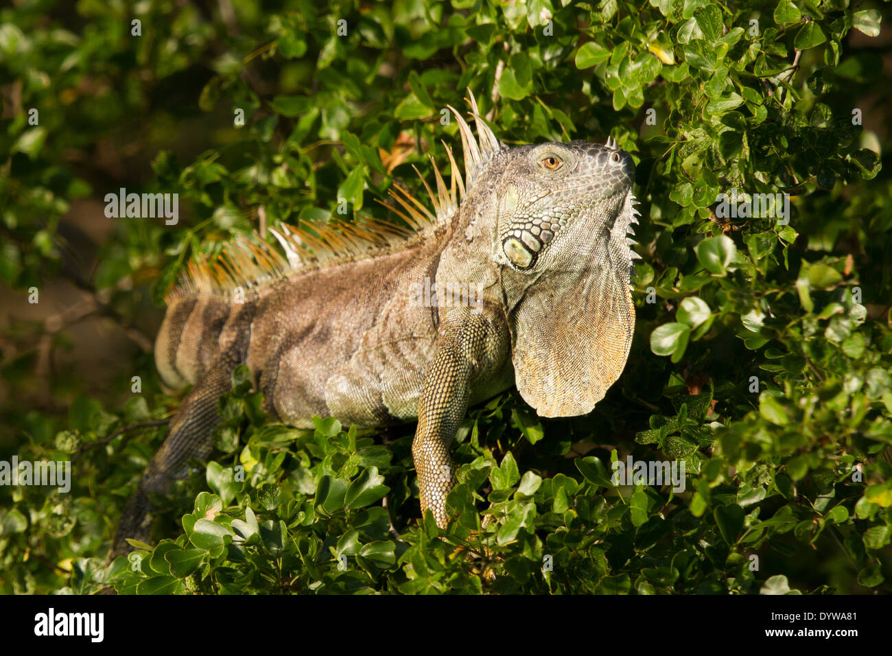 Maschio verde (Iguana Iguana iguana) visualizzando il suo pagliolaia Foto Stock