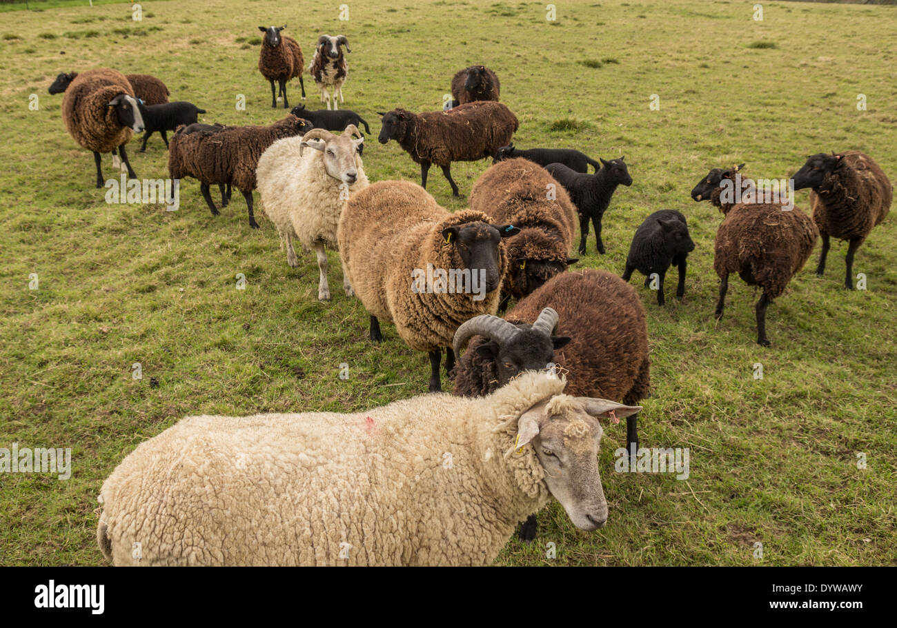 Allevamento di razza rara pecore con agnelli Foto Stock