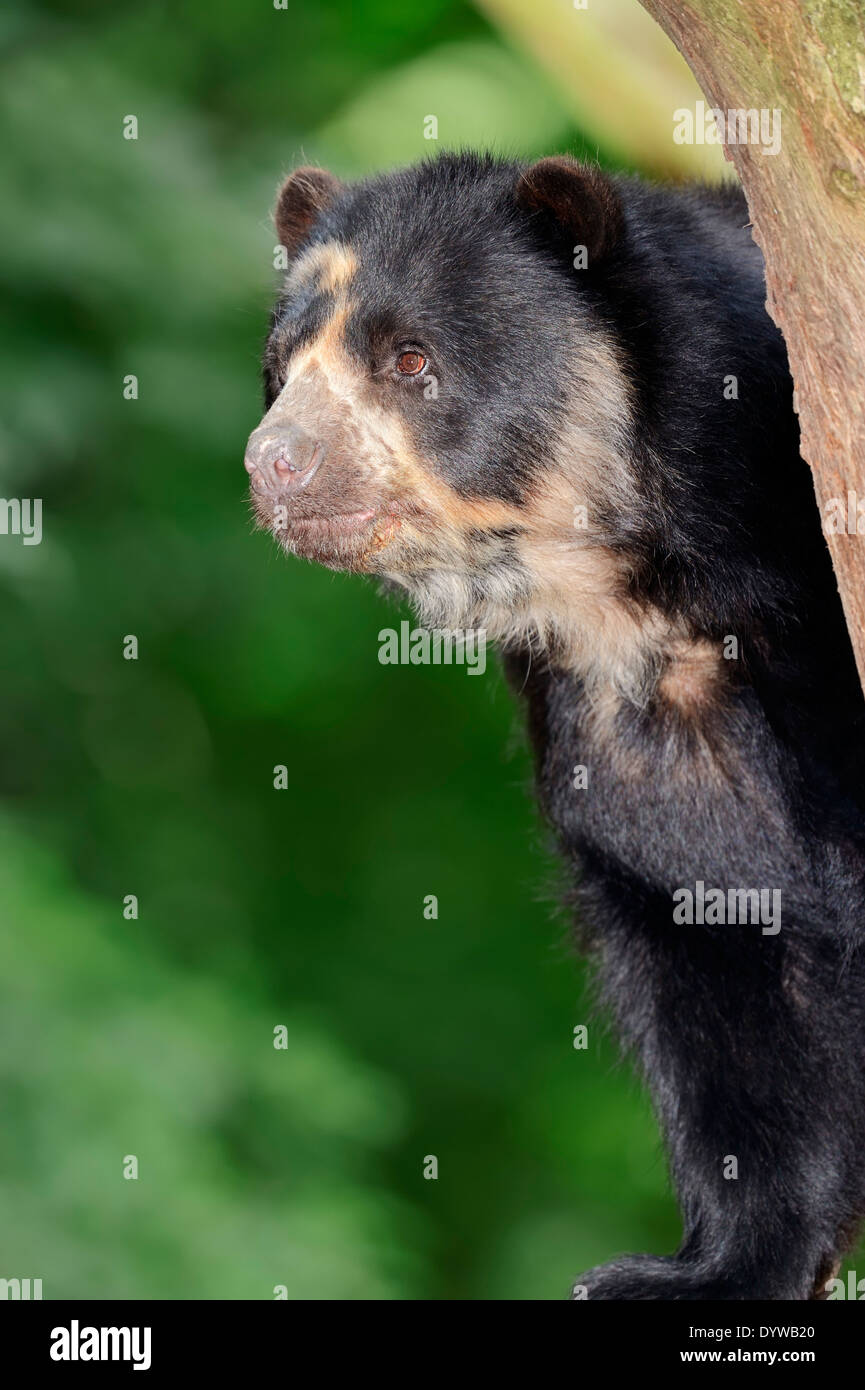Spectacled orso o orso andino (Tremarctos ornatus) Foto Stock