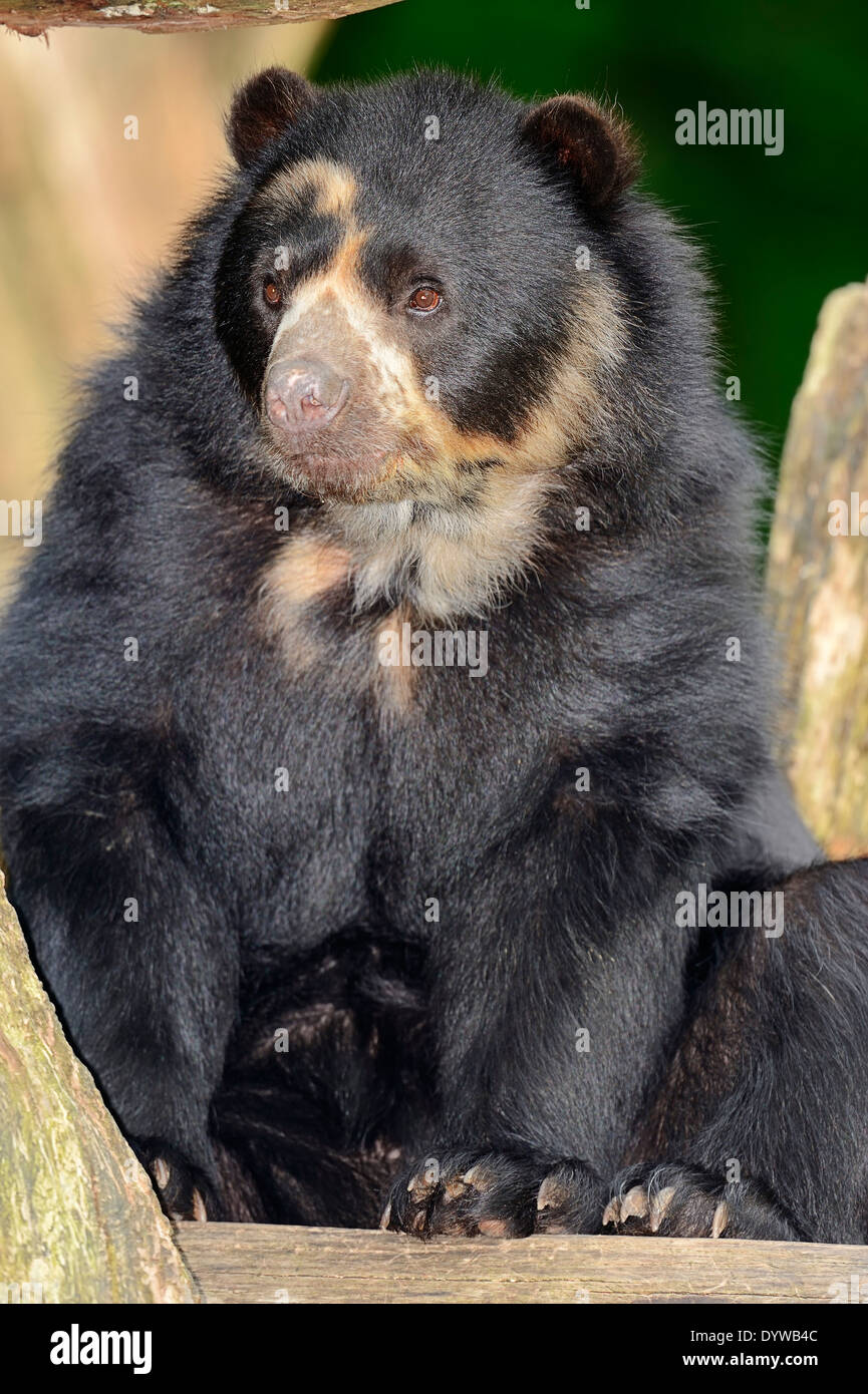 Spectacled orso o orso andino (Tremarctos ornatus) Foto Stock