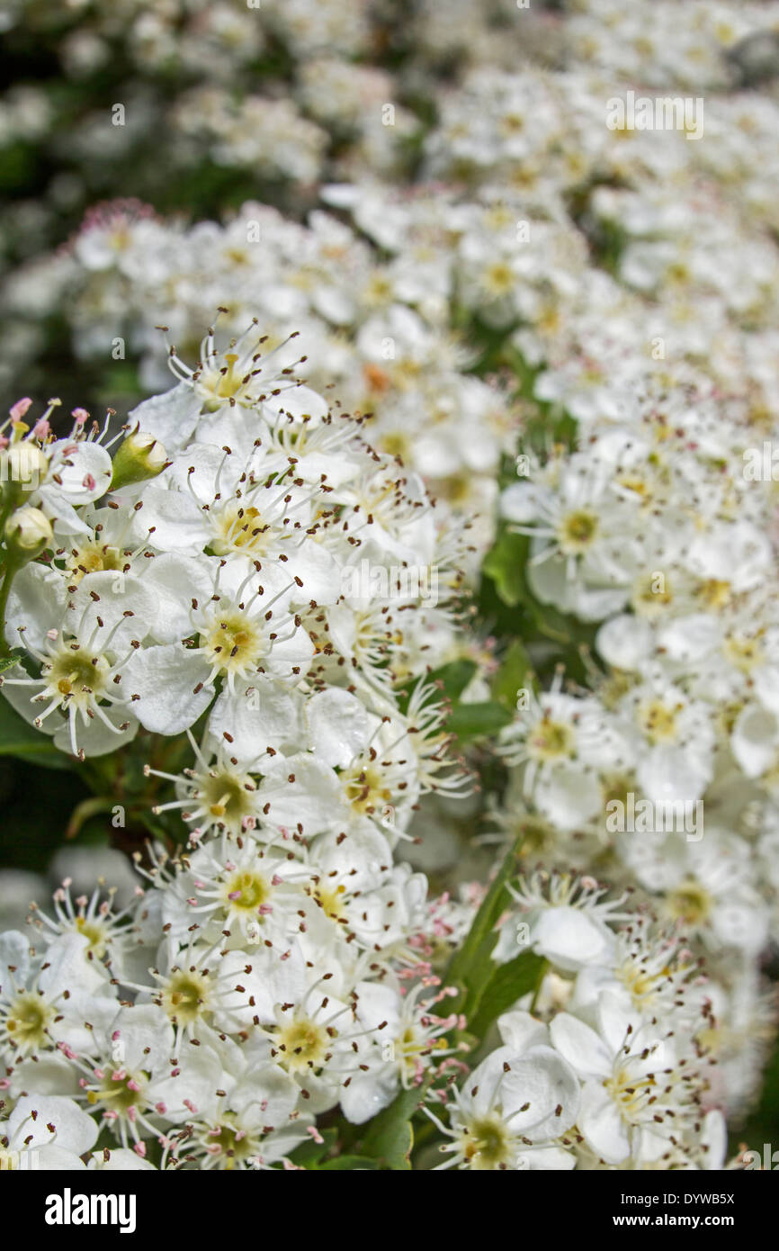 Biancospino (Crataegus) in fiore bianco che mostra fiorisce in primavera Foto Stock