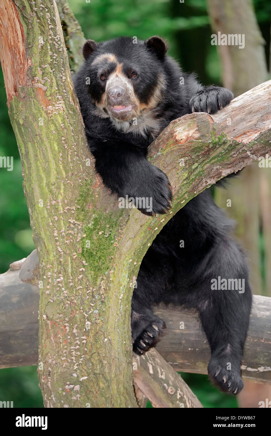 Spectacled orso o orso andino (Tremarctos ornatus) Foto Stock