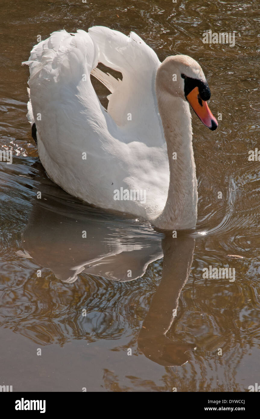 Grazioso White Swan Mute nuoto con riflessione a Staffordshire Wildlife Trust Wolseley Centro Inghilterra Foto Stock