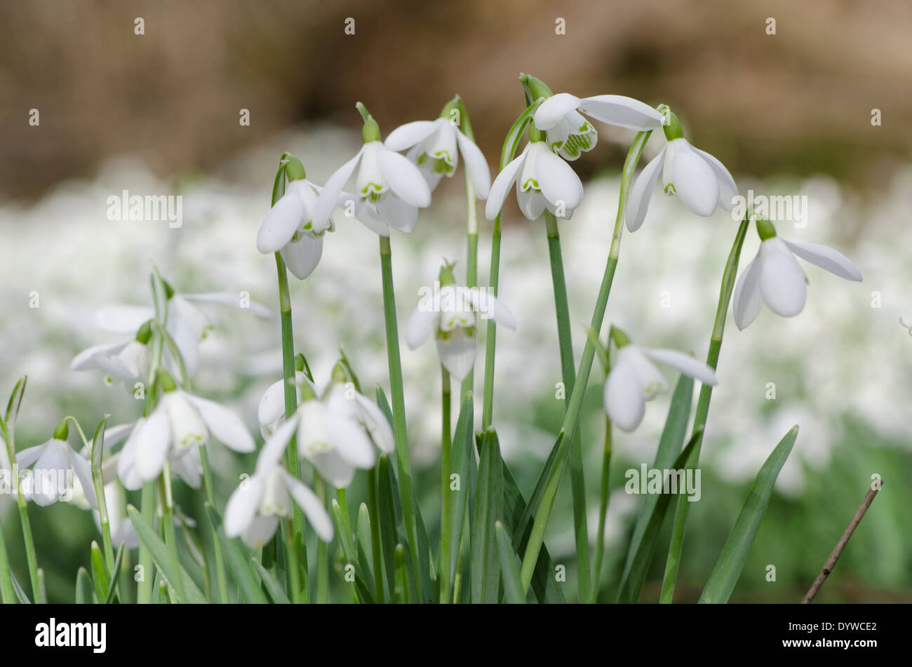 Snowdrop (Galanthus nivalis) ammassato nella vecchia hazel ceduo nelle vicinanze del Petworth, West Sussex, Regno Unito. Febbraio. Foto Stock