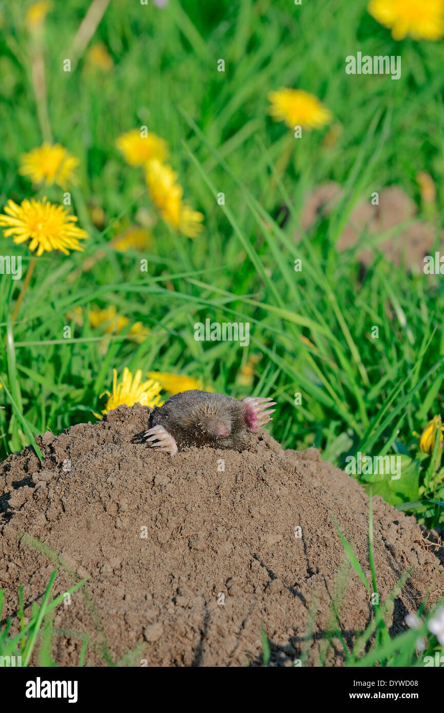 Unione Mole, comune mole o mole del Nord (Talpa europaea) guardando fuori della mole hill, Renania settentrionale-Vestfalia, Germania Foto Stock