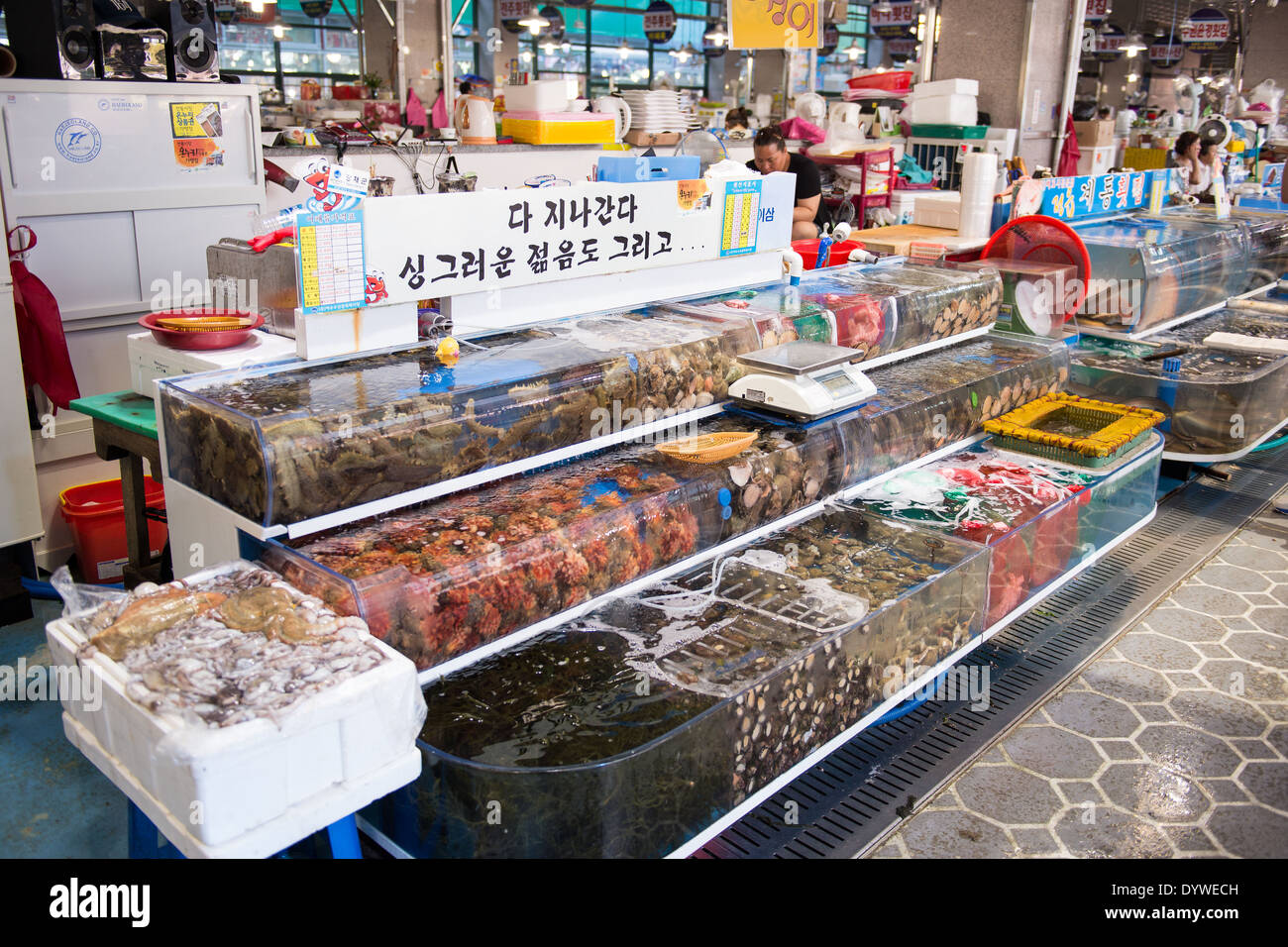 Stand all'interno del grande mercato del pesce di Yeosu, Corea del Sud, con animali invertebrati viventi come lumache polpo cozze alghe e. Foto Stock