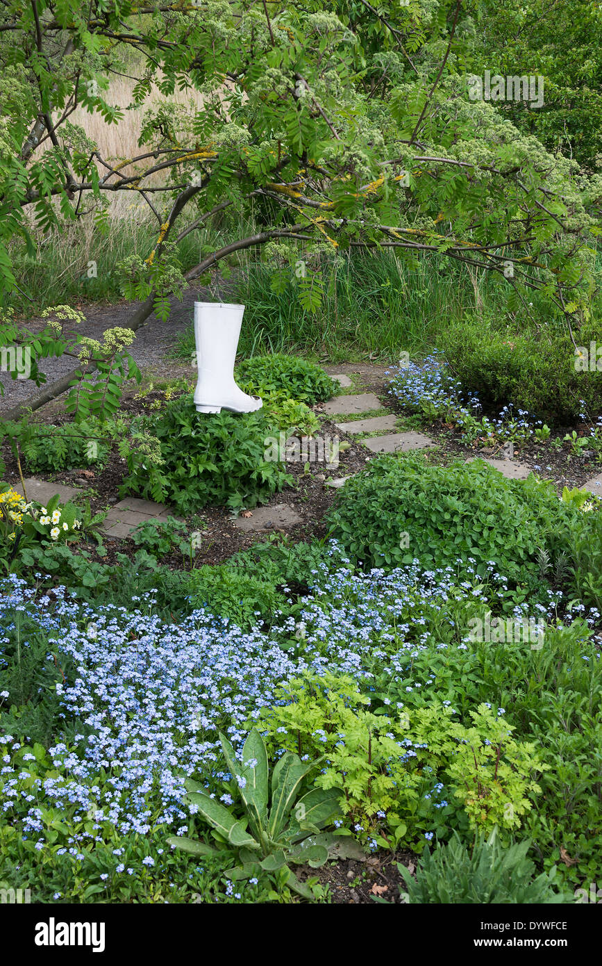 Blu pallido Self seminate dimenticare alpino-me - poveri e un bianco Wellington Boot in un albero in un giardino della valle Dearne Yorkshire Regno Unito Foto Stock