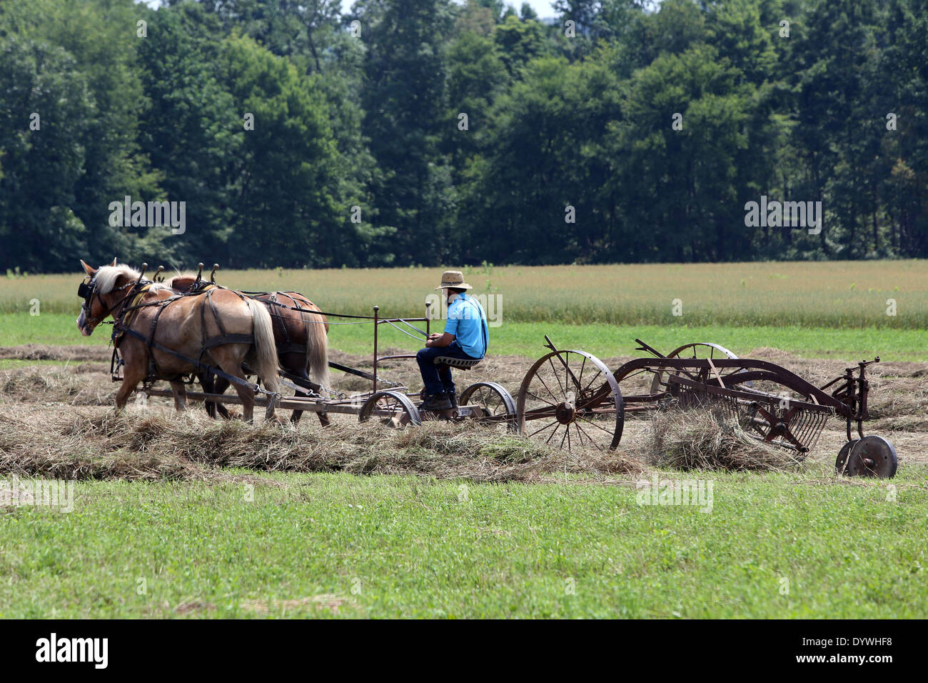 Punxsutawney, USA, agricoltore della comunità religiosa Amish nel fieno Foto Stock