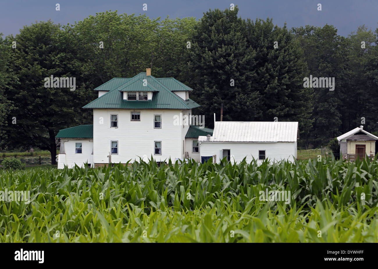 Punxsutawney, Stati Uniti, agriturismo dietro un cornfield delle persone nella comunità religiosa Amish Foto Stock