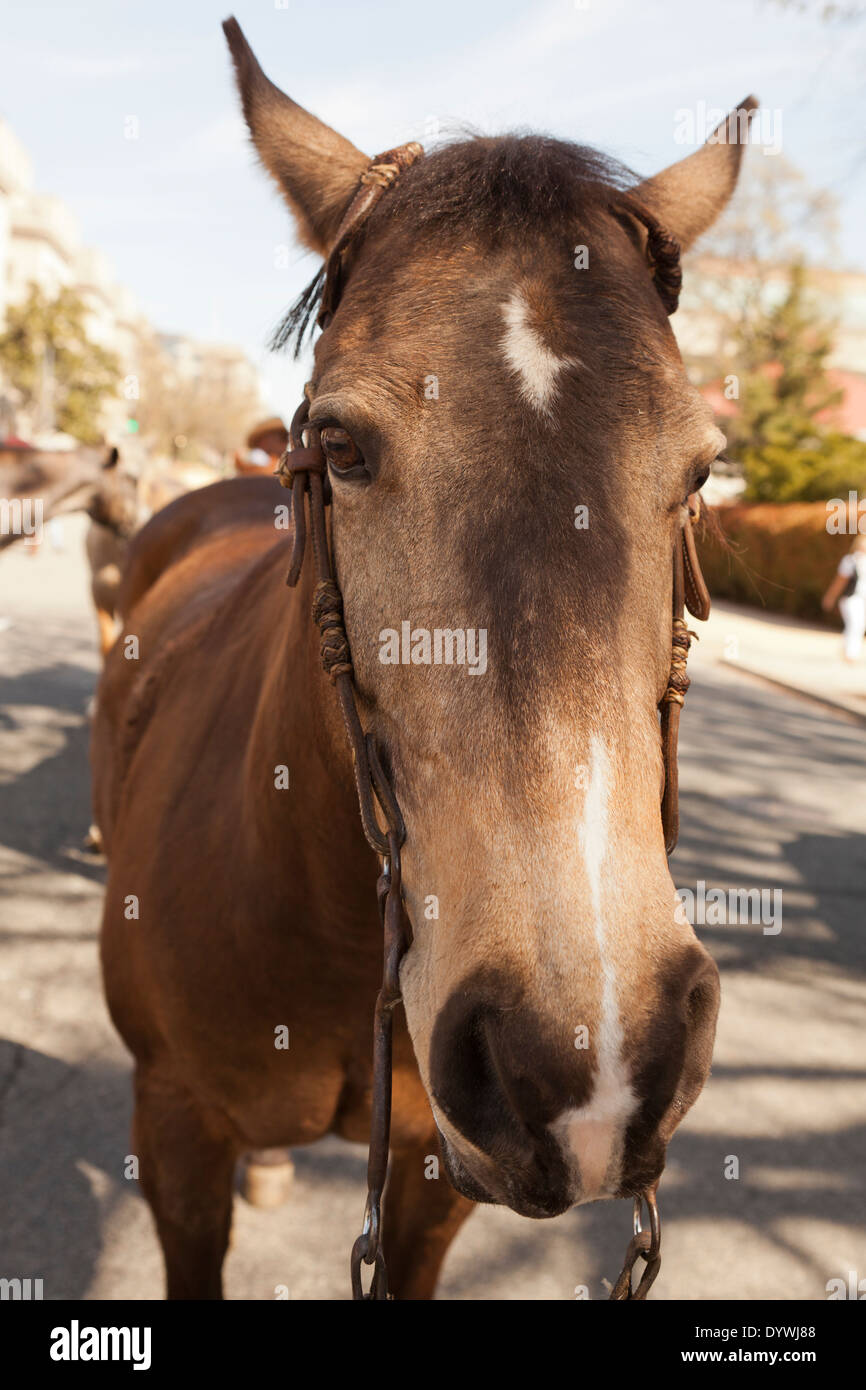 Fronte del cavallo Foto Stock