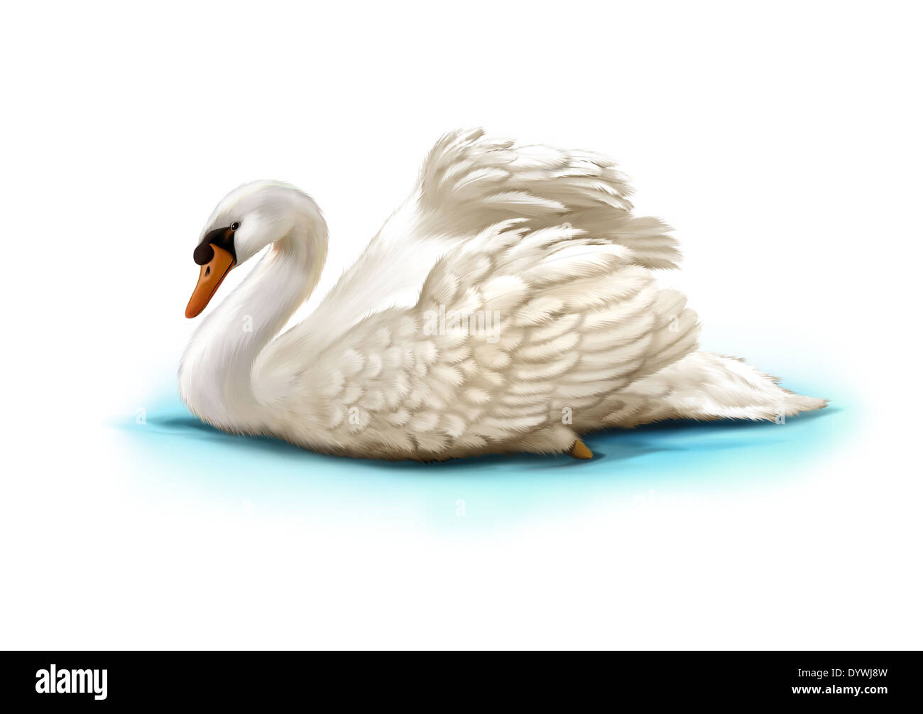 Il White Swan in acqua Foto Stock