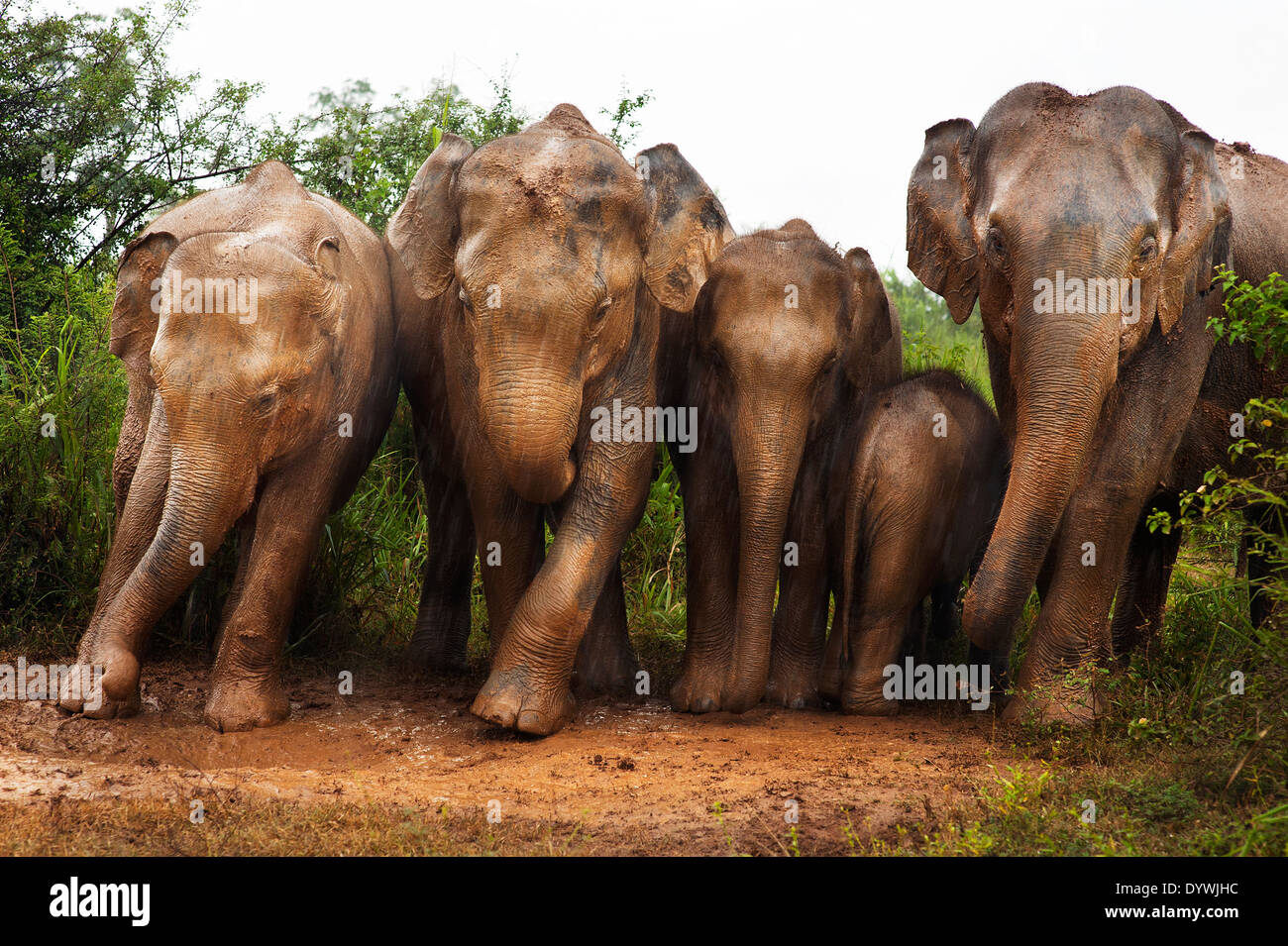 2011 - Udawalawe parco nazionale - Elefanti ballare sotto la pioggia e il fango. Foto Stock