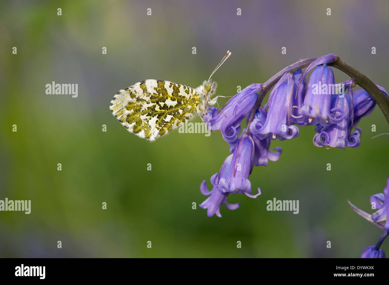 Arancione farfalla punta su un bluebell fiore nella campagna inglese Foto Stock