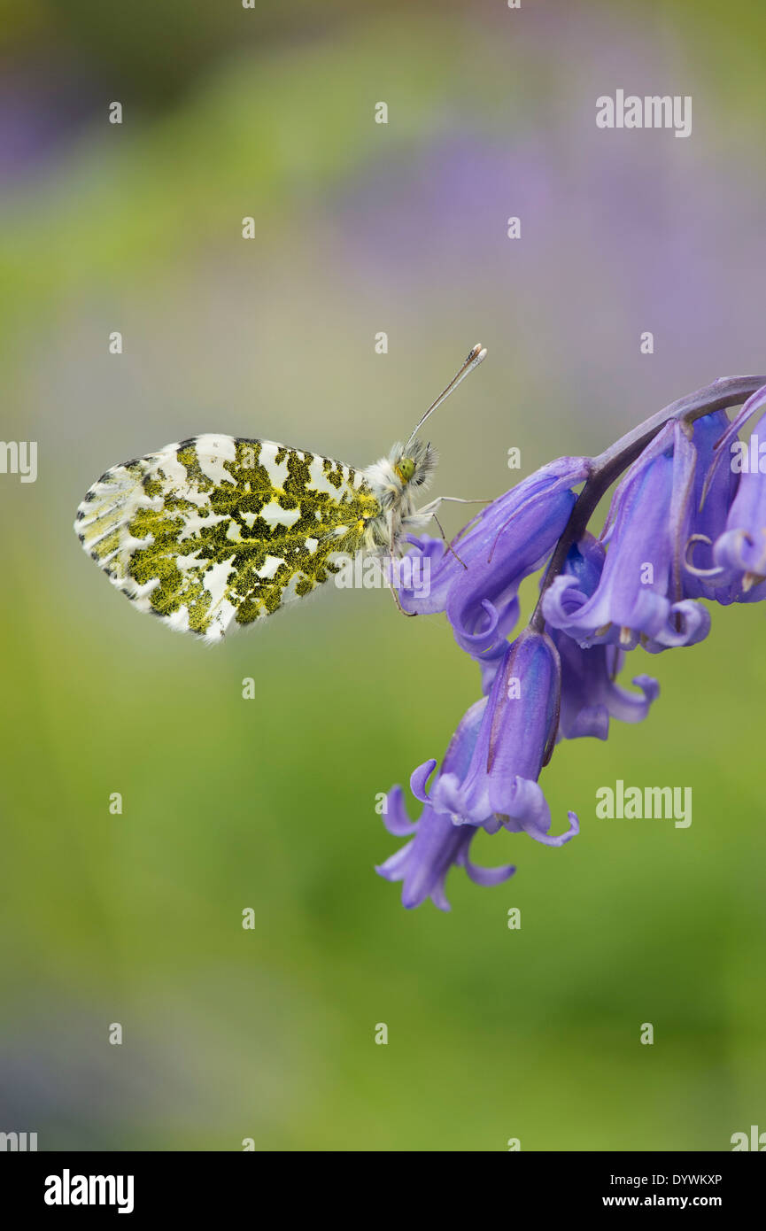 Arancione farfalla punta su un bluebell fiore nella campagna inglese Foto Stock