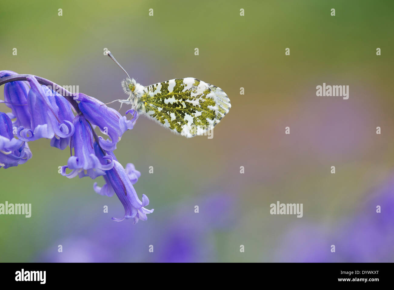 Arancione farfalla punta su un bluebell fiore nella campagna inglese Foto Stock