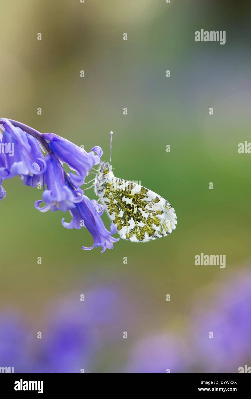 Arancione farfalla punta su un bluebell fiore nella campagna inglese Foto Stock