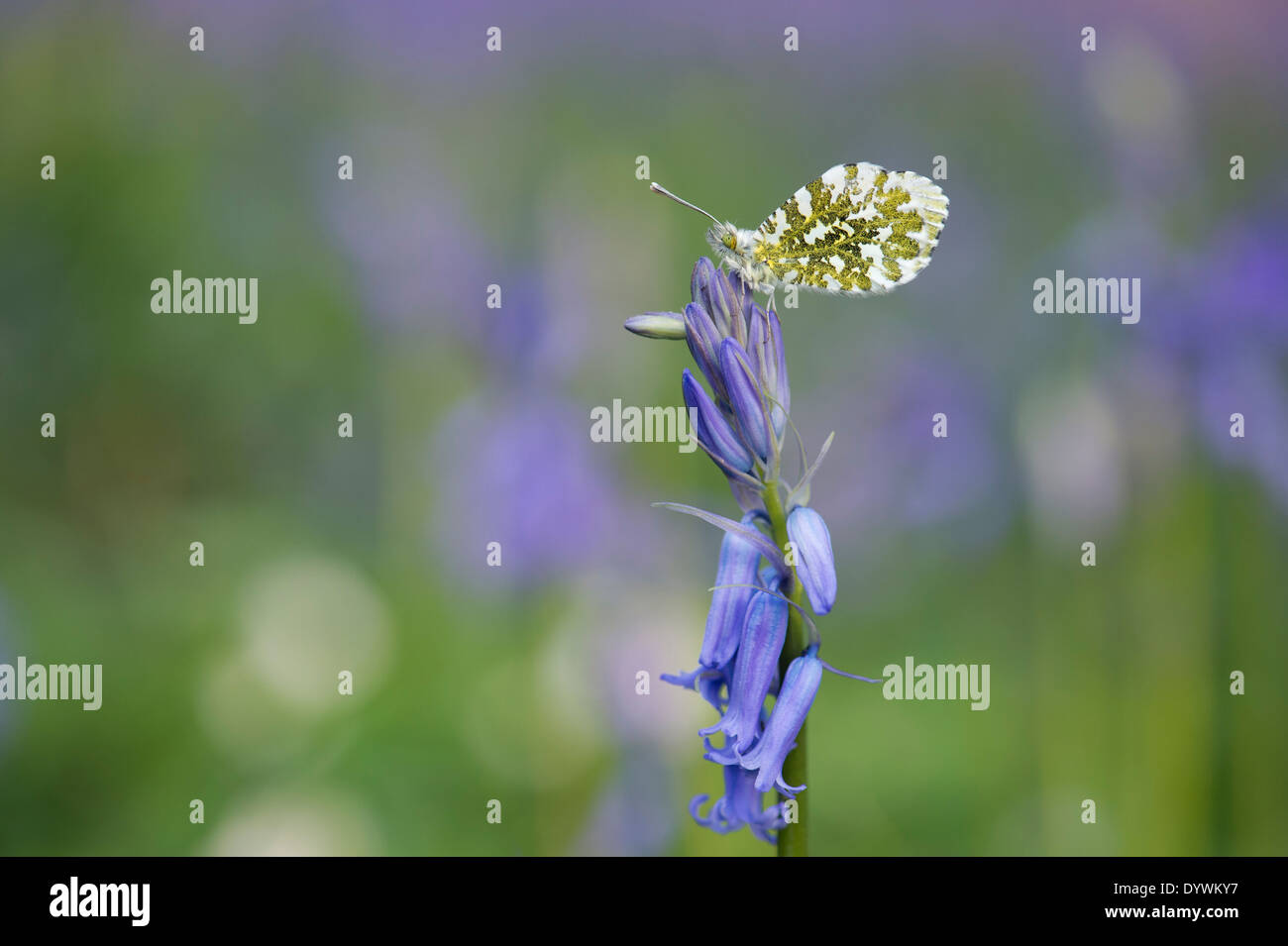 Arancione farfalla punta su un bluebell fiore nella campagna inglese Foto Stock