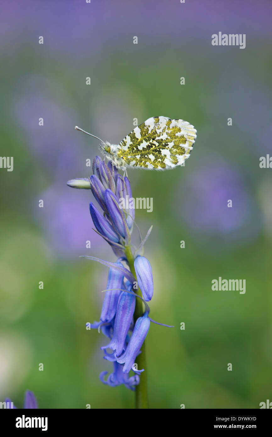 Arancione farfalla punta su un bluebell fiore nella campagna inglese Foto Stock