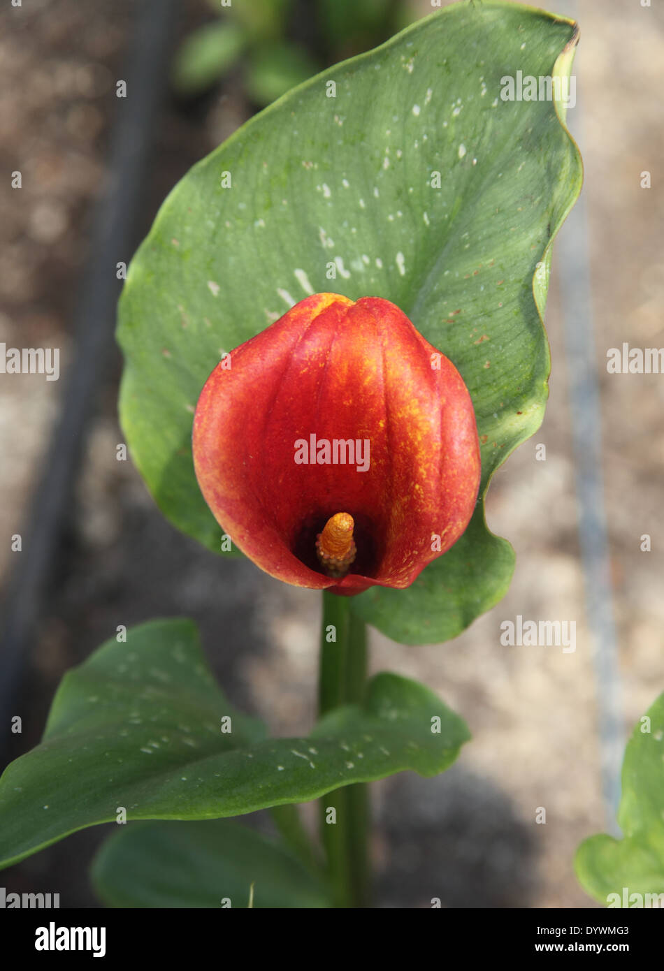 Zantedeschia elliottiana " Angola " close up di impianto Foto Stock