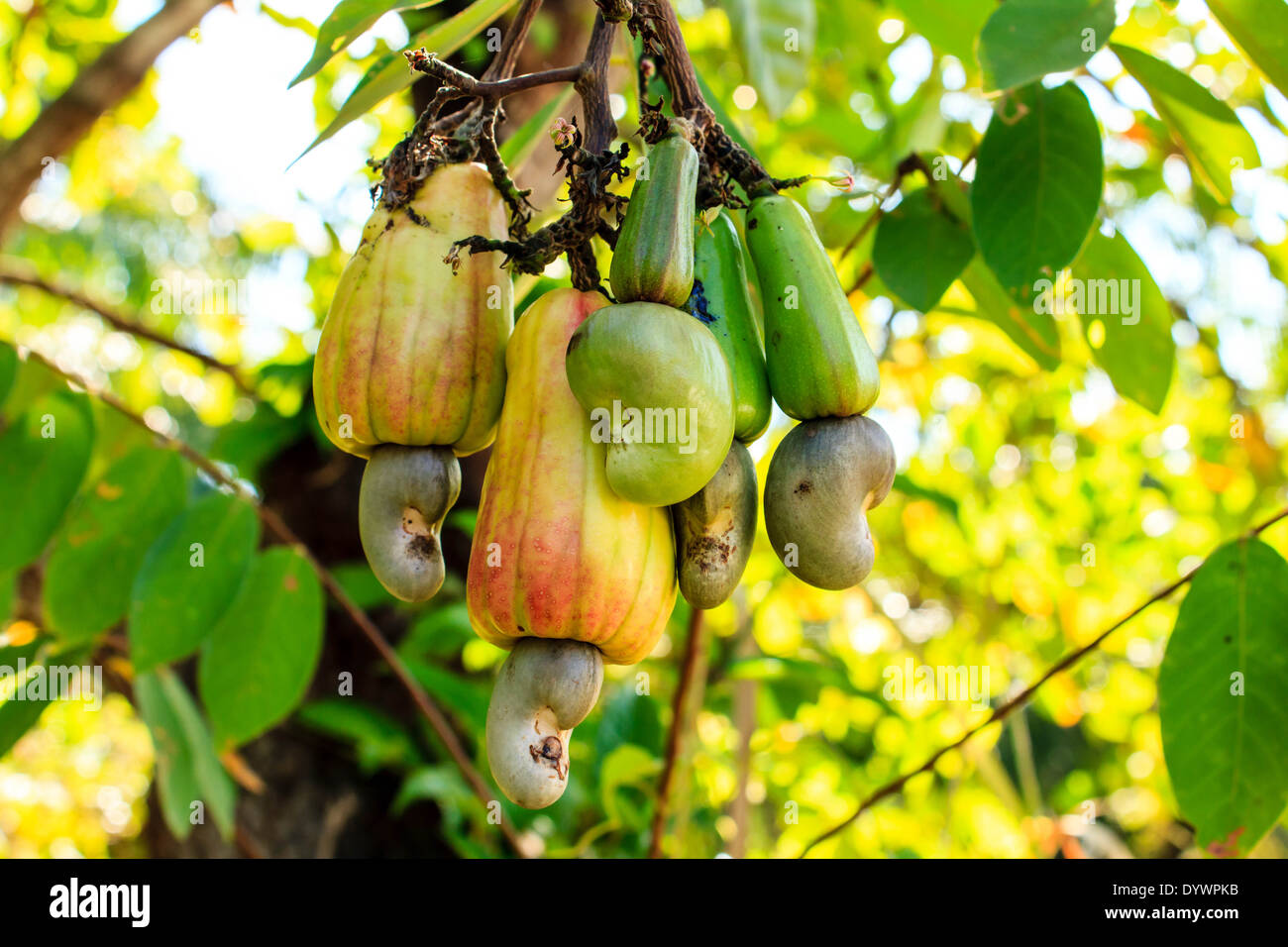 Cashew nut tree immagini e fotografie stock ad alta risoluzione - Alamy