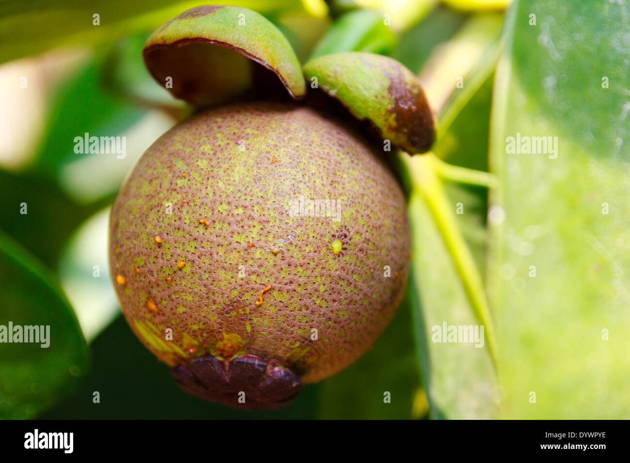 Mangosteen giovani su albero in giardino Foto Stock