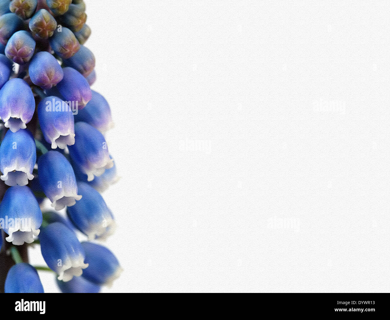 Giacinto di uva stilizzata e filtrata Foto Stock