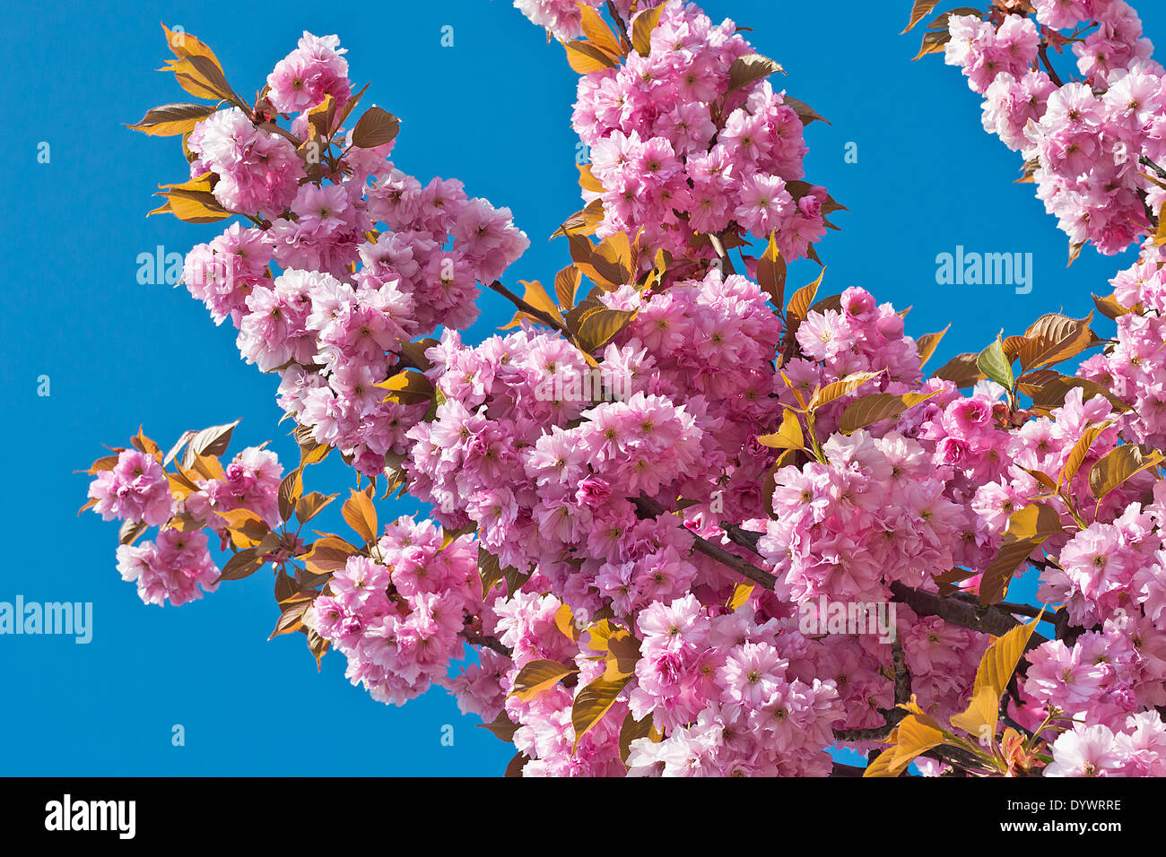 Il ramo di un albero di rosa fiori di ciliegio sospeso verso il basso contro un cielo blu chiaro. Foto Stock