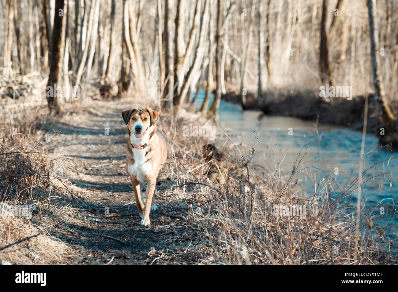 Un cane con un collare arancione su un sentiero accanto a un fiume nel bosco con sun proveniente attraverso i rami. Il cane è bianco marrone Foto Stock