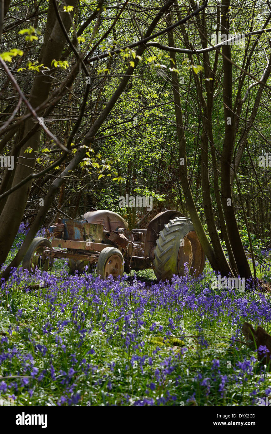 Vecchia fattoria dimenticato il trattore abbandonato in un tappeto di bluebells a Guestling legno, a Pett, East Sussex. Regno Unito Foto Stock