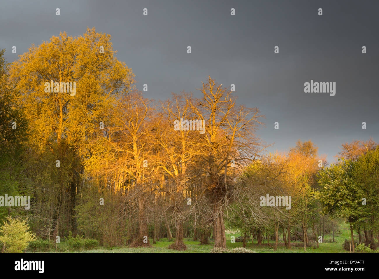 Alberi del giardino nella luce dorata, raccogliere tempesta Foto Stock