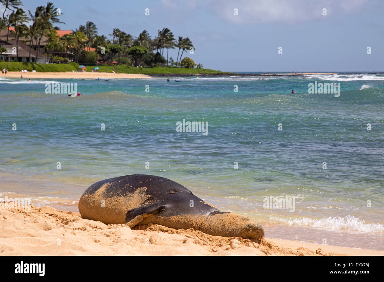 Femmina incinta Hawaiian Monk Seal che riposa sulla spiaggia di Poipu a Kauai, Hawaii (Neomonachus schauinslandi) Foto Stock