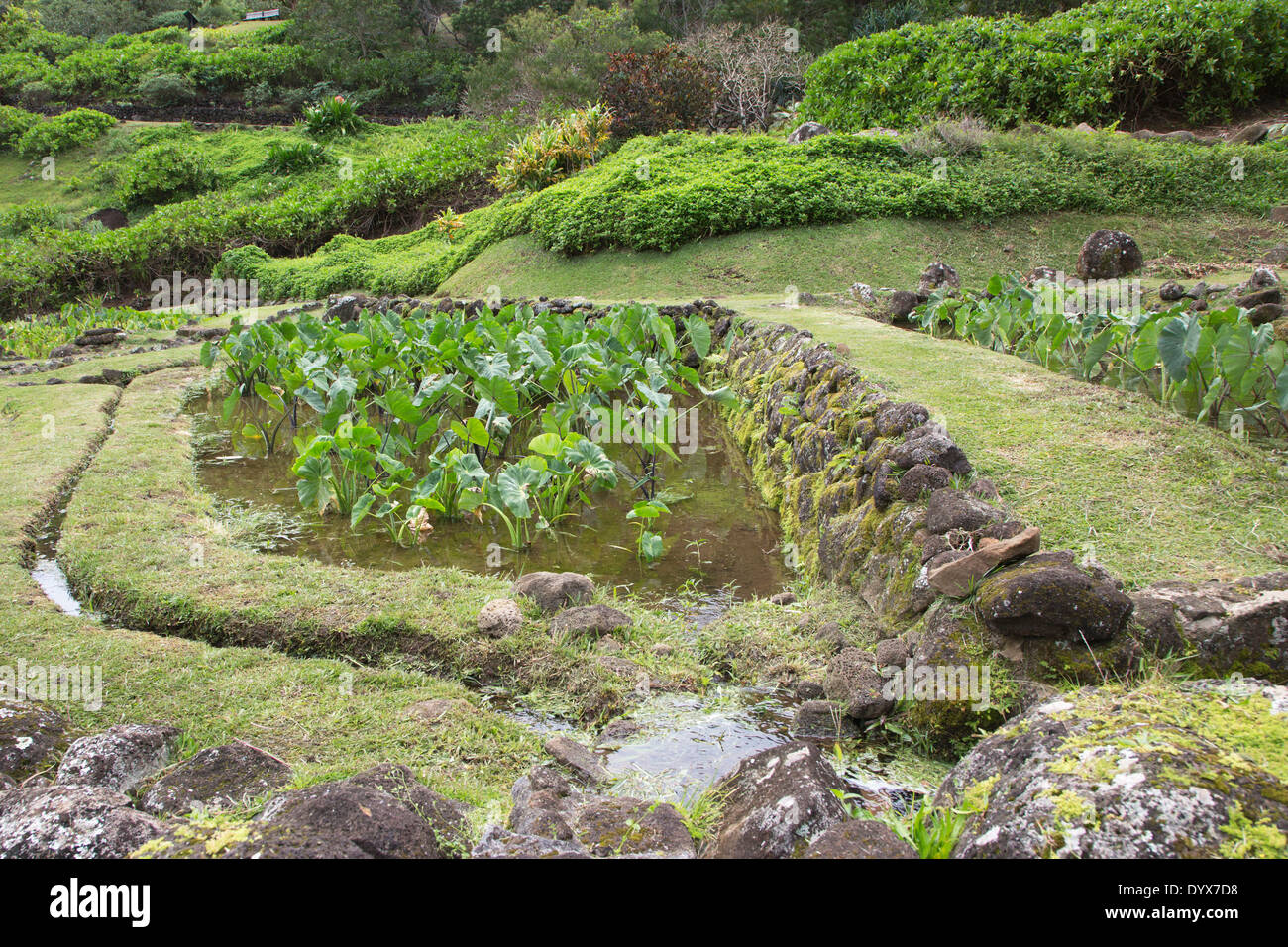 Tradizionale stagno taro hawaiano sulla terrazza nel paesaggio del Giardino di Limahuli sull'isola di Kauai, Hawaii Foto Stock
