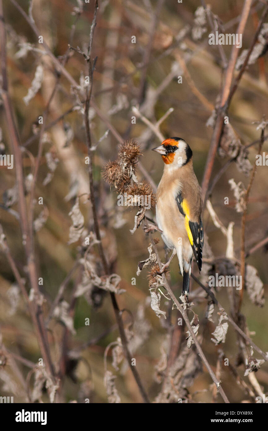 Oro Finch, Otmoor Foto Stock