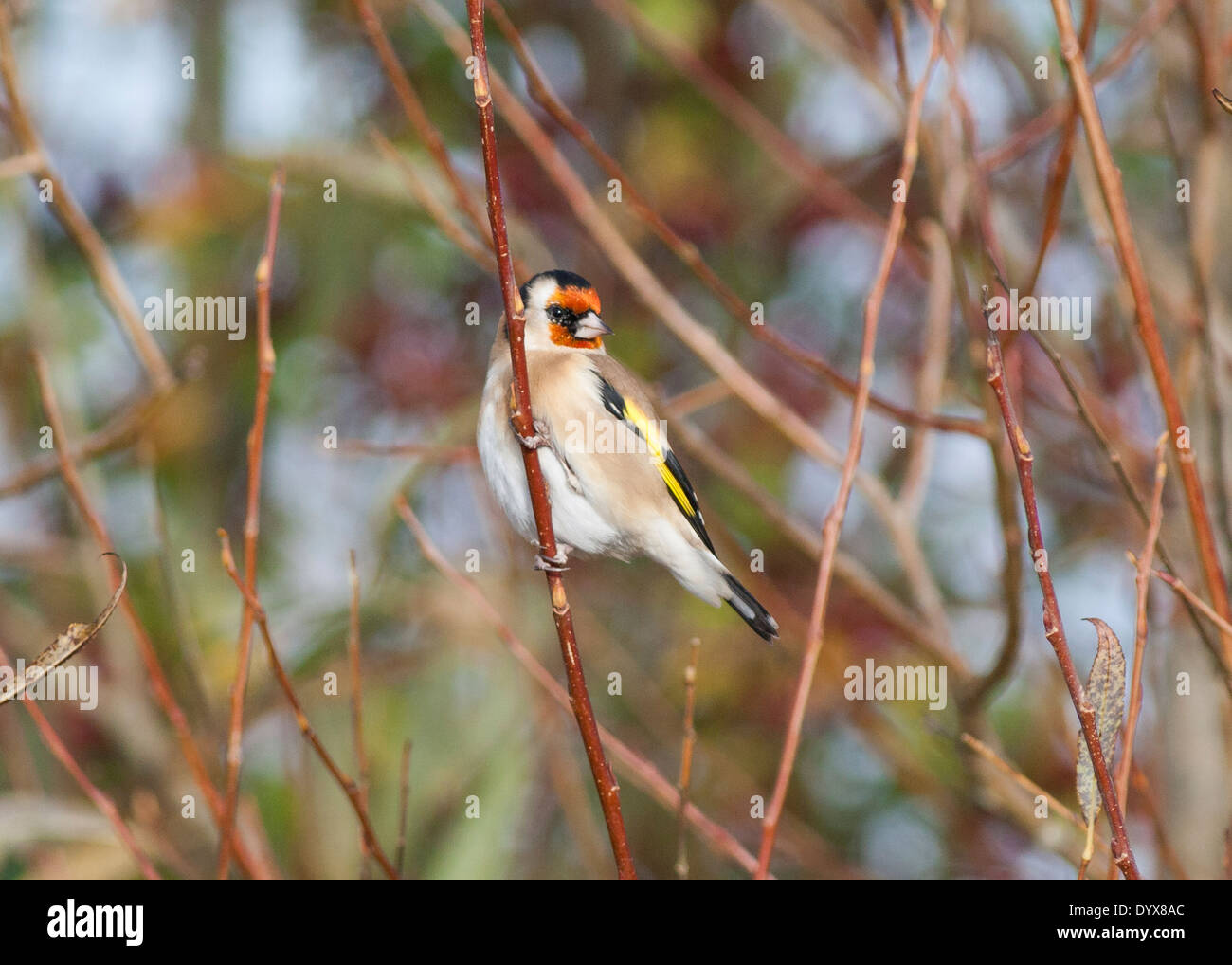Oro Finch, Otmoor Foto Stock