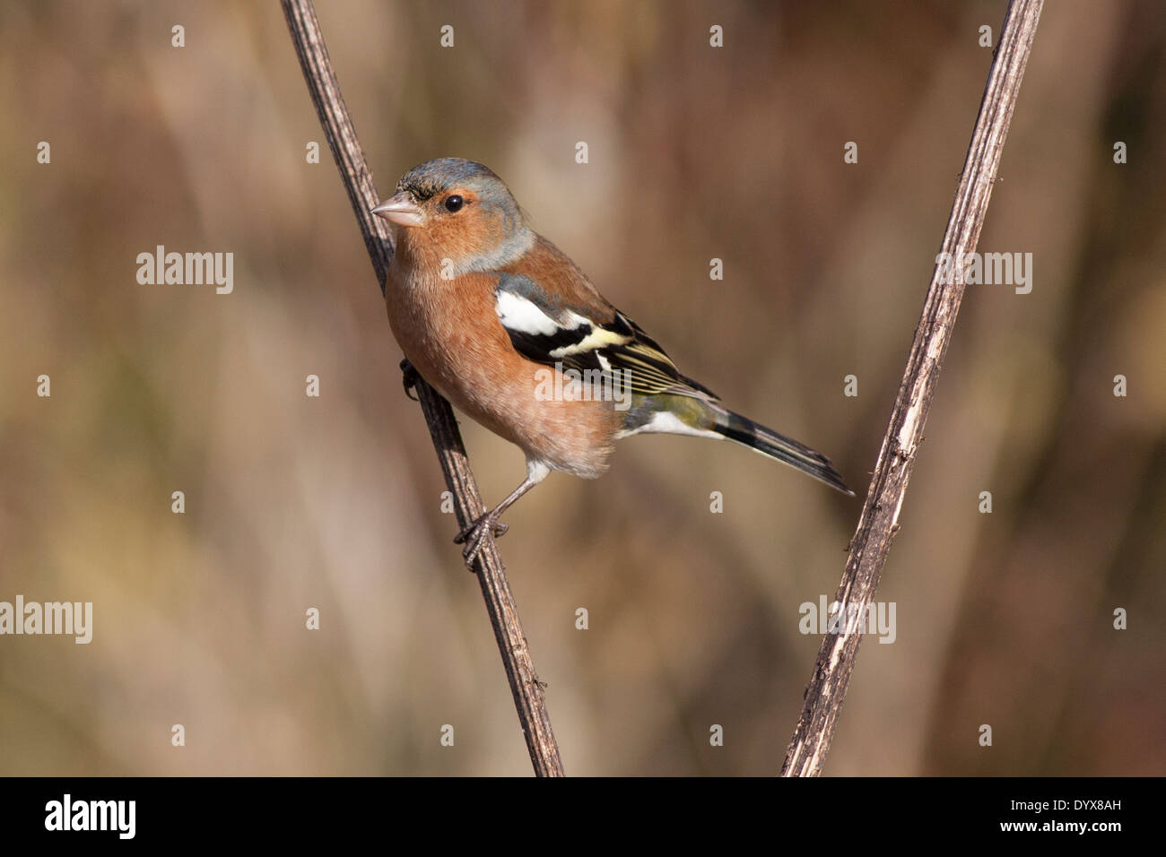 Fringuello, Otmoor Foto Stock