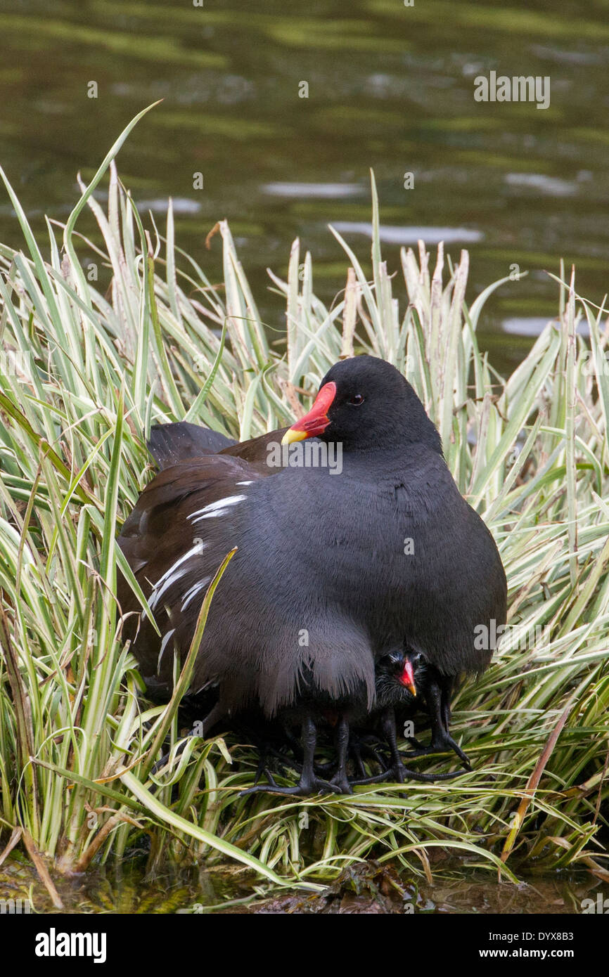 Moorhen pulcini, Parigi Foto Stock