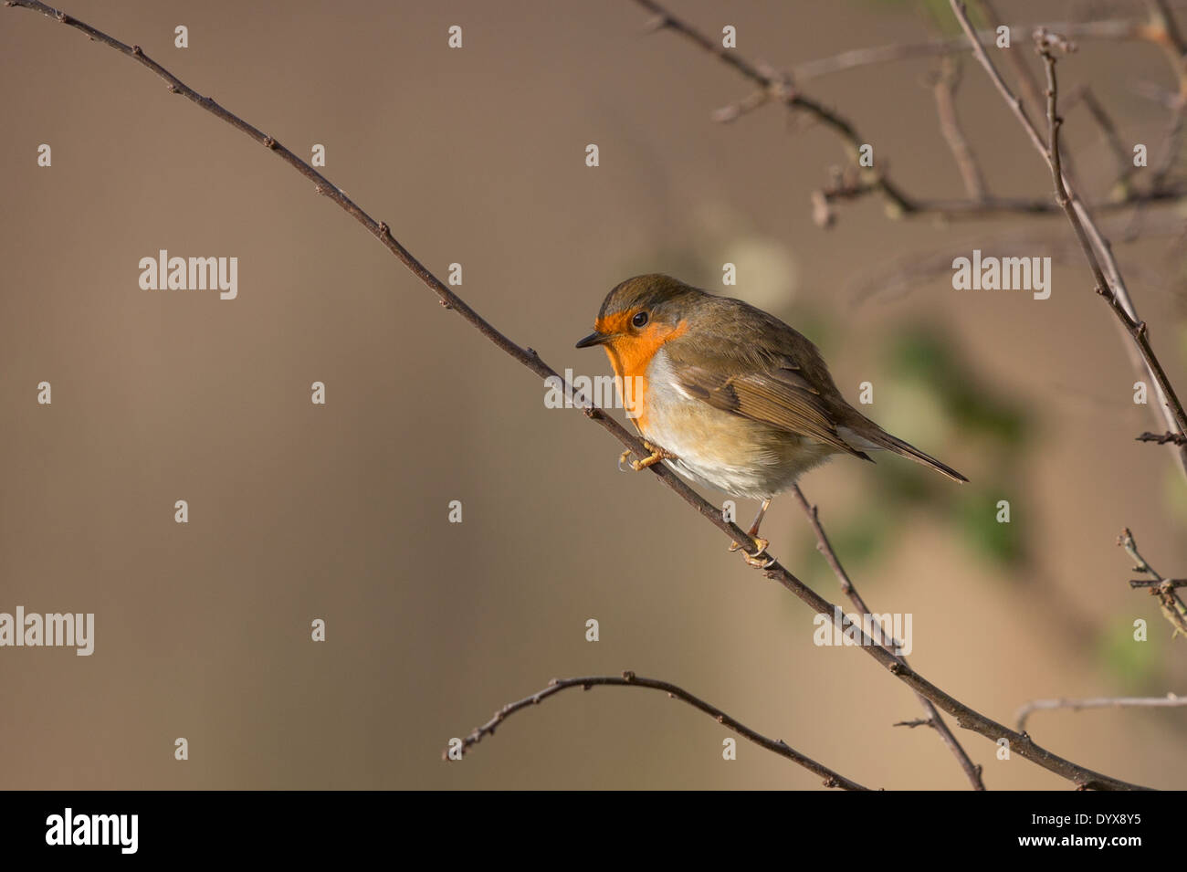 Robin, Otmoor Foto Stock