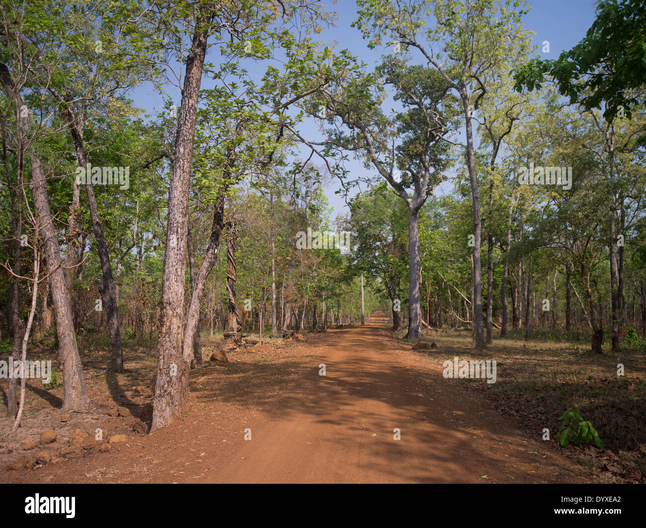 Cambogiano di strada sterrata vicino a Koh Ker Tempio 127 NE di Siem Reap, Cambogia Foto Stock