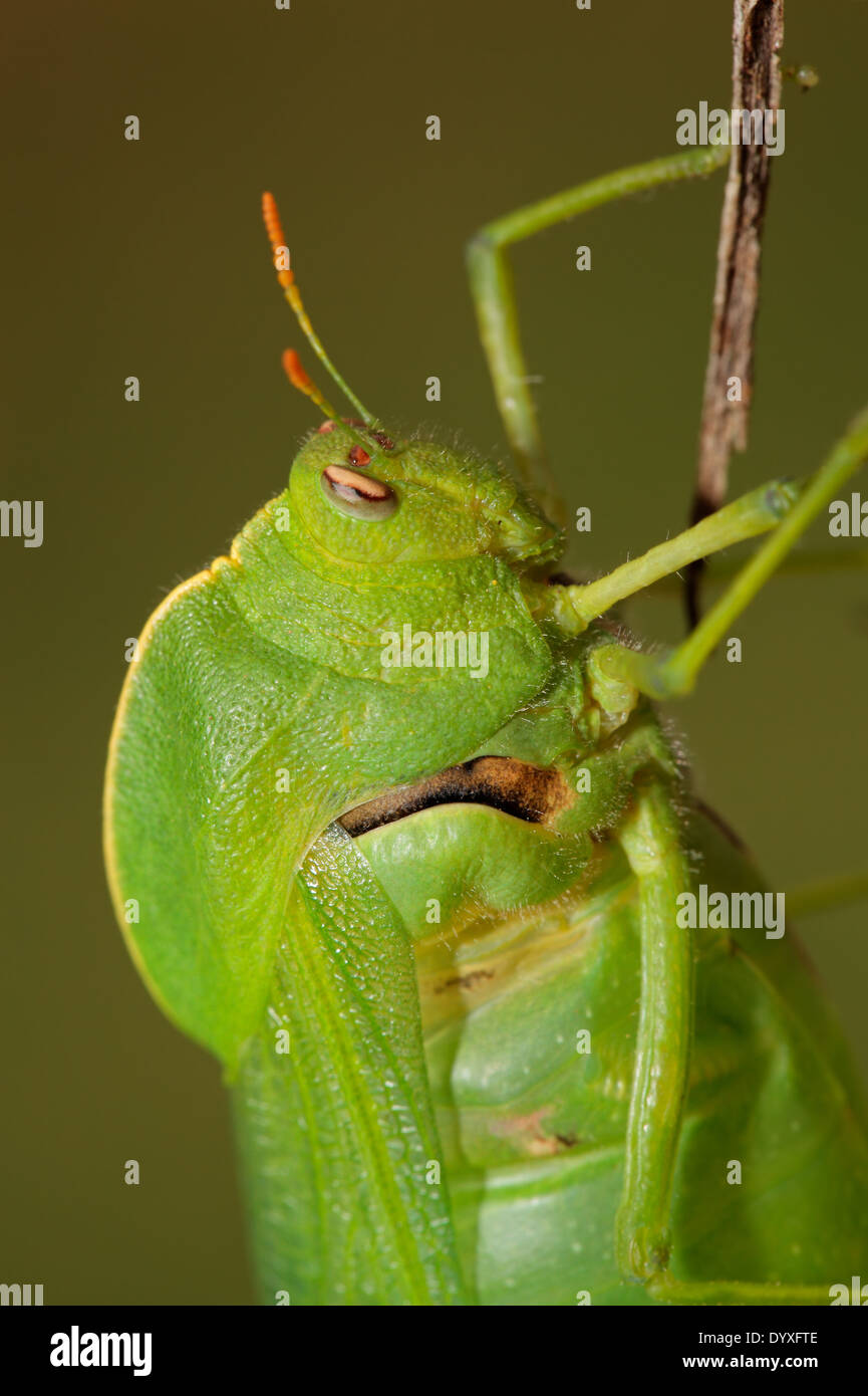 Ritratto di un verde vescica grasshopper (Bullacris intermedia), Sud Africa Foto Stock