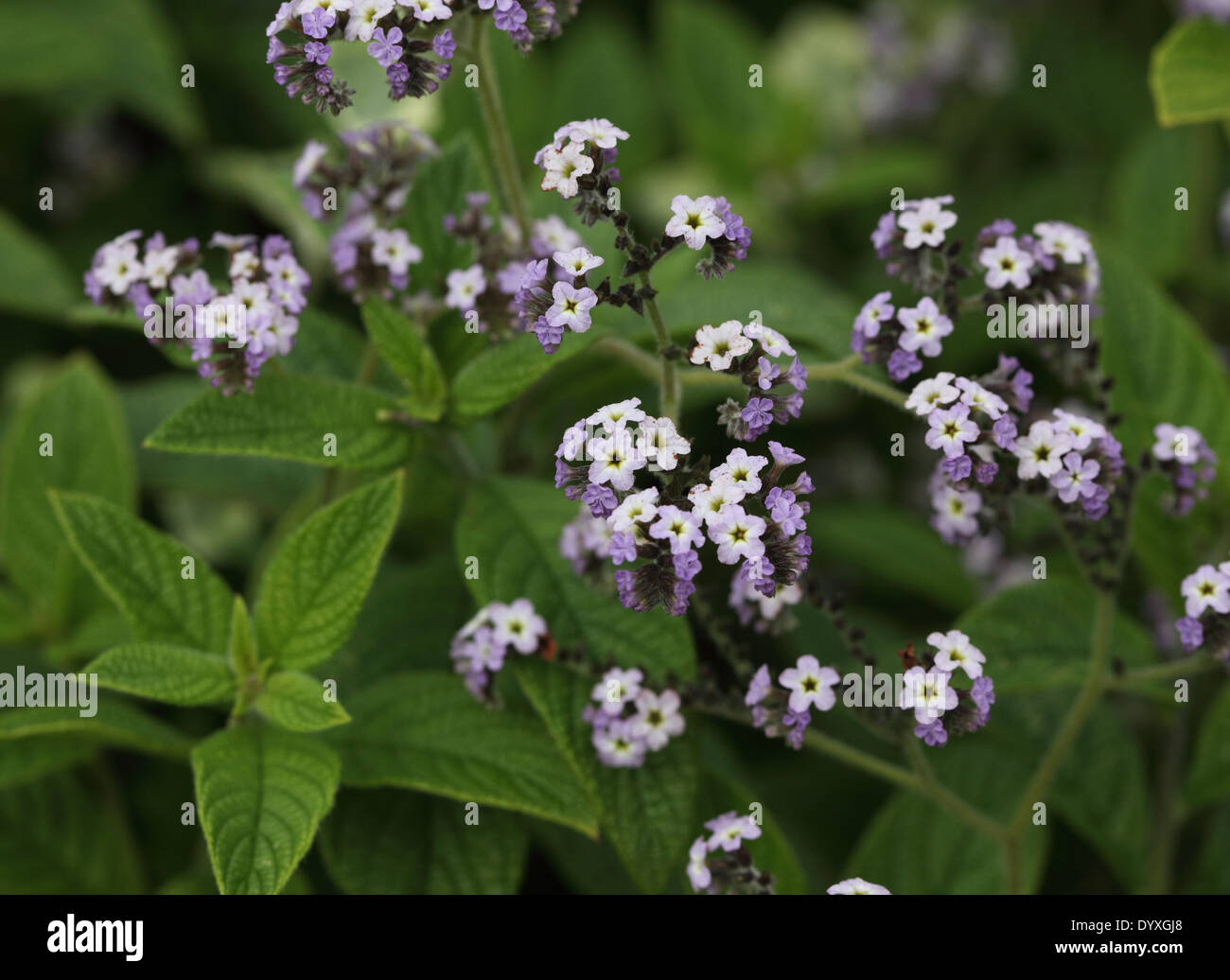 Heliotropium 'viola pallido " close up di fiore Foto Stock