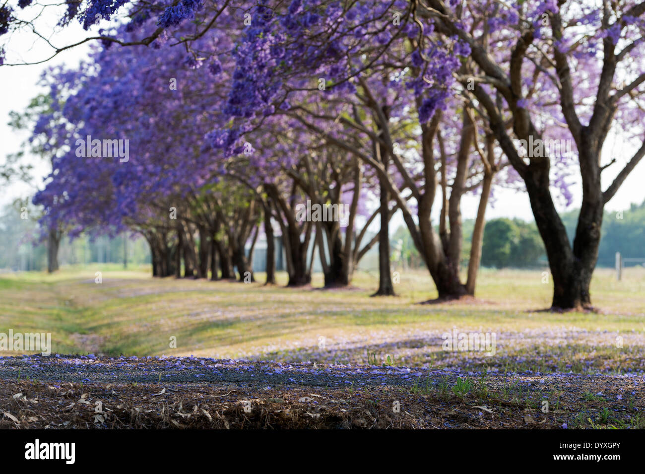 Alberi di Jacaranda, Australia Foto Stock