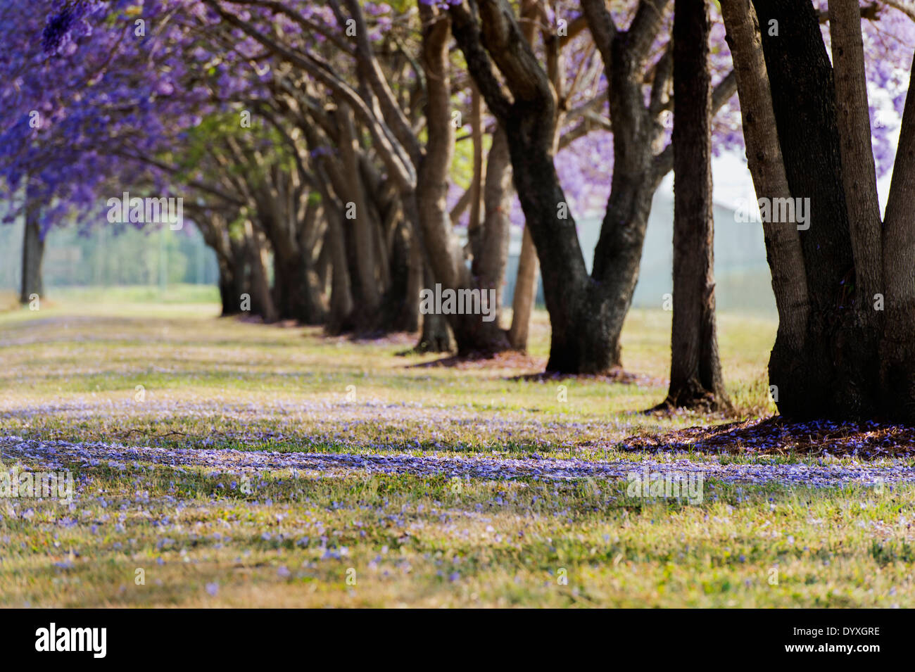 Fila di alberi di Jacaranda Foto Stock