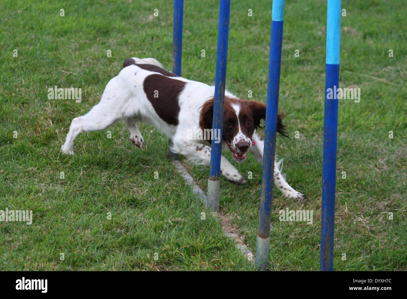 Il tipo di lavoro del fegato e white english springer spaniel tessitura attraverso i poli di agilità Foto Stock