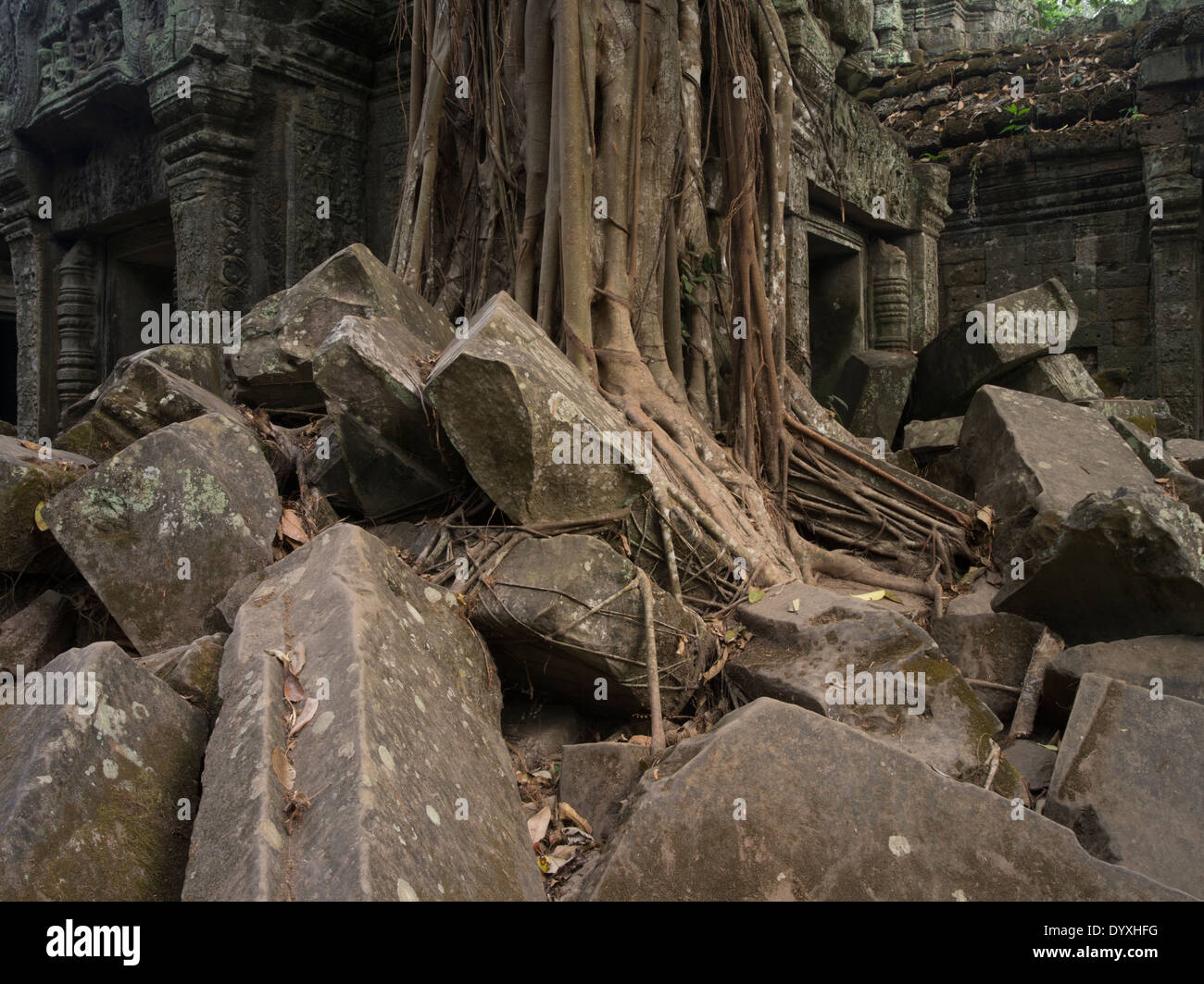 Ta Prohm tempio rovina nella foresta. Siem Reap, Cambogia Foto Stock