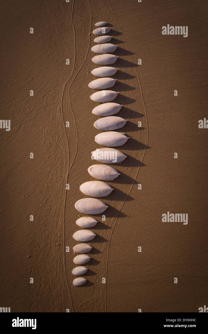 Fila di seppie shell ossa artisticamente organizzato su bassa marea la spiaggia al tramonto. overhead foto ritratto Foto Stock