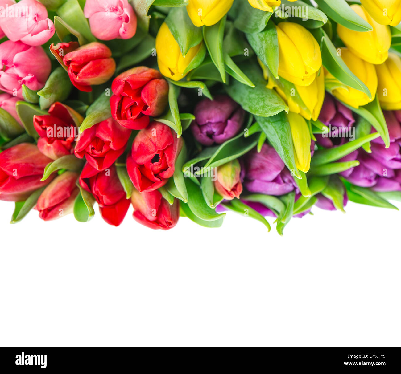 Mazzetto di freschi tulipani multicolore isolati su sfondo bianco. Fiori di Primavera. Rosso, giallo, rosa, viola. Messa a fuoco selettiva Foto Stock