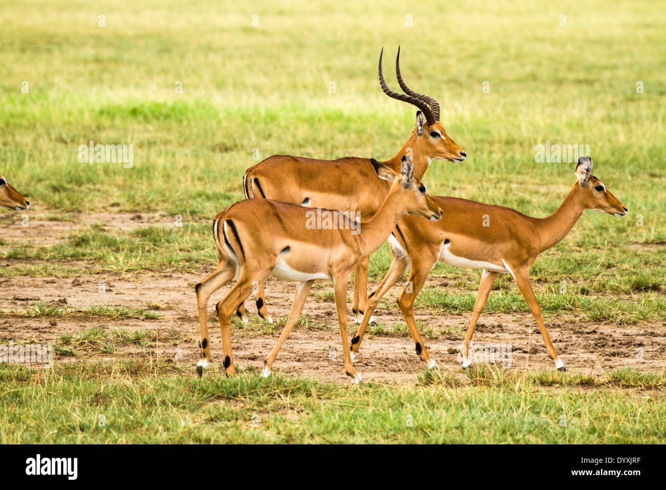 Maschio e femmina Impala nella prateria, Serengeti National Park, Tanzania Foto Stock