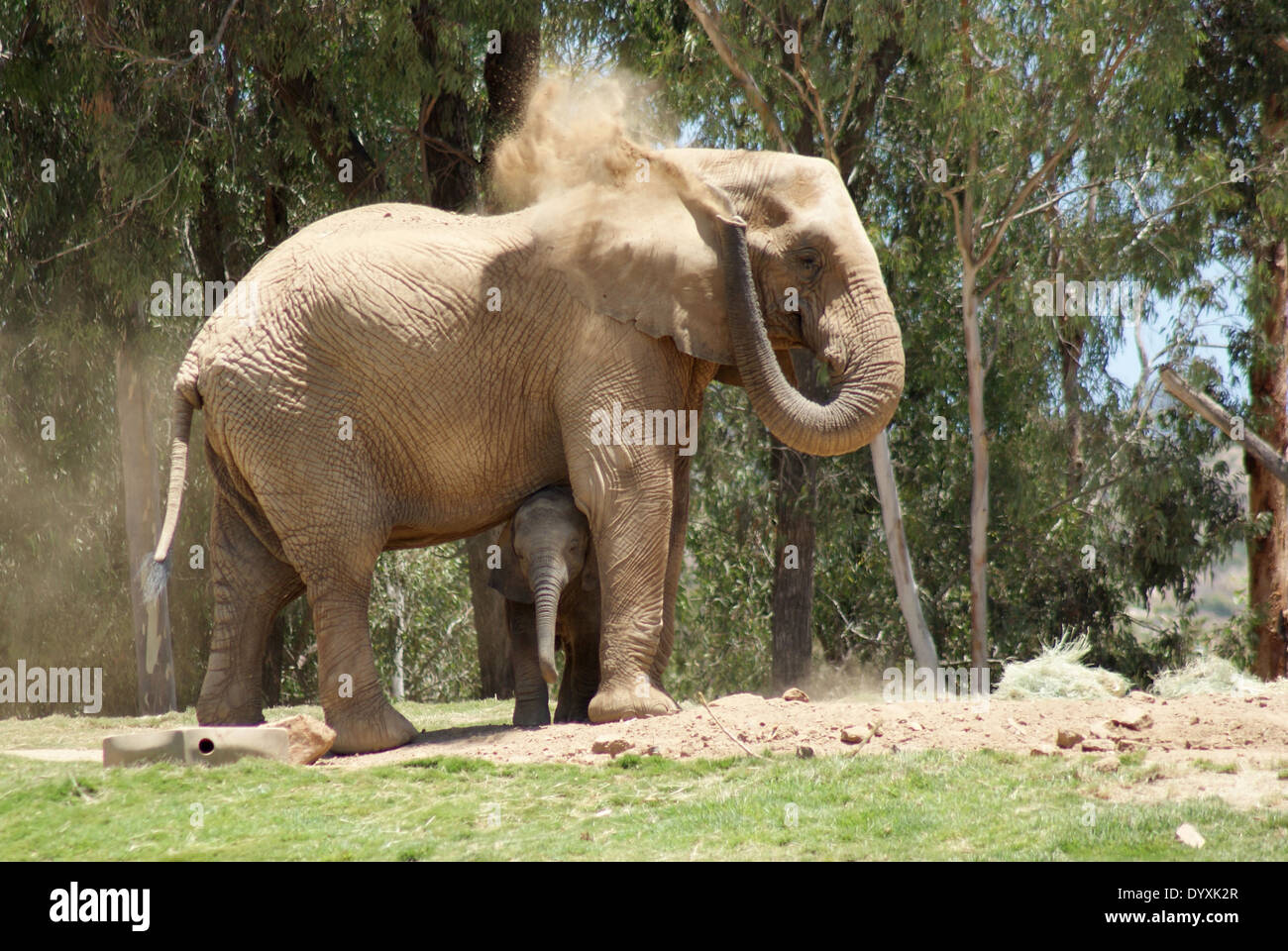 Elefanti al Wild Animal Park di San Diego Foto Stock